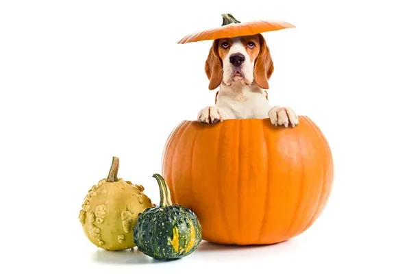 Beagle popping out of a carved pumpkin