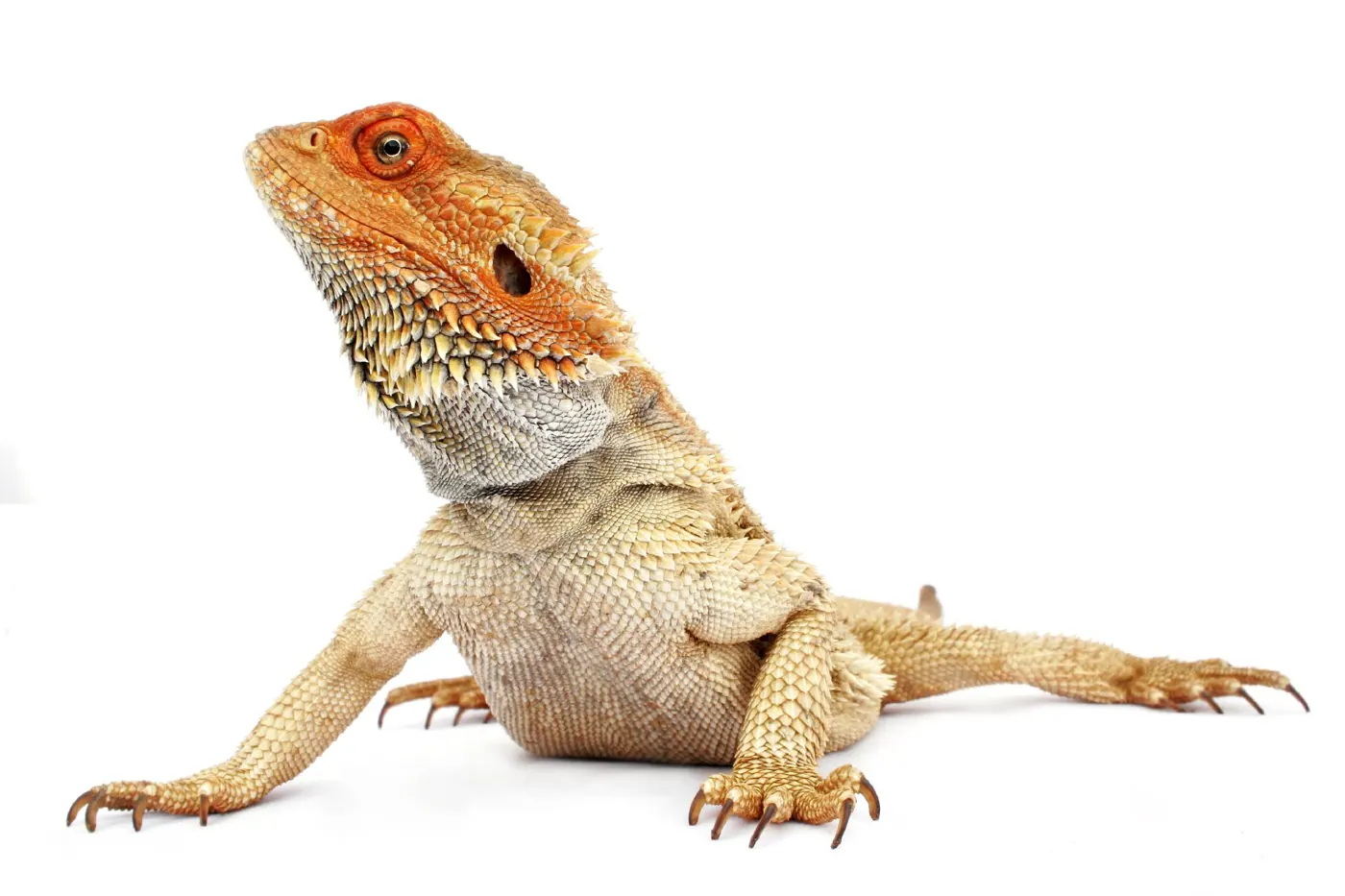 Bearded dragon waiting to be fed