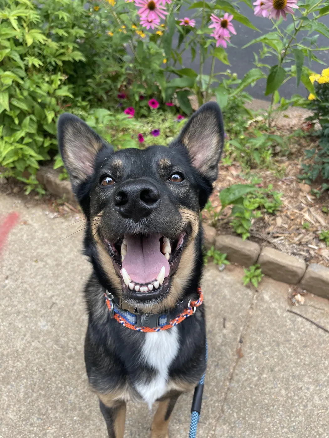 Bingo the dog on a walk by the flowers
