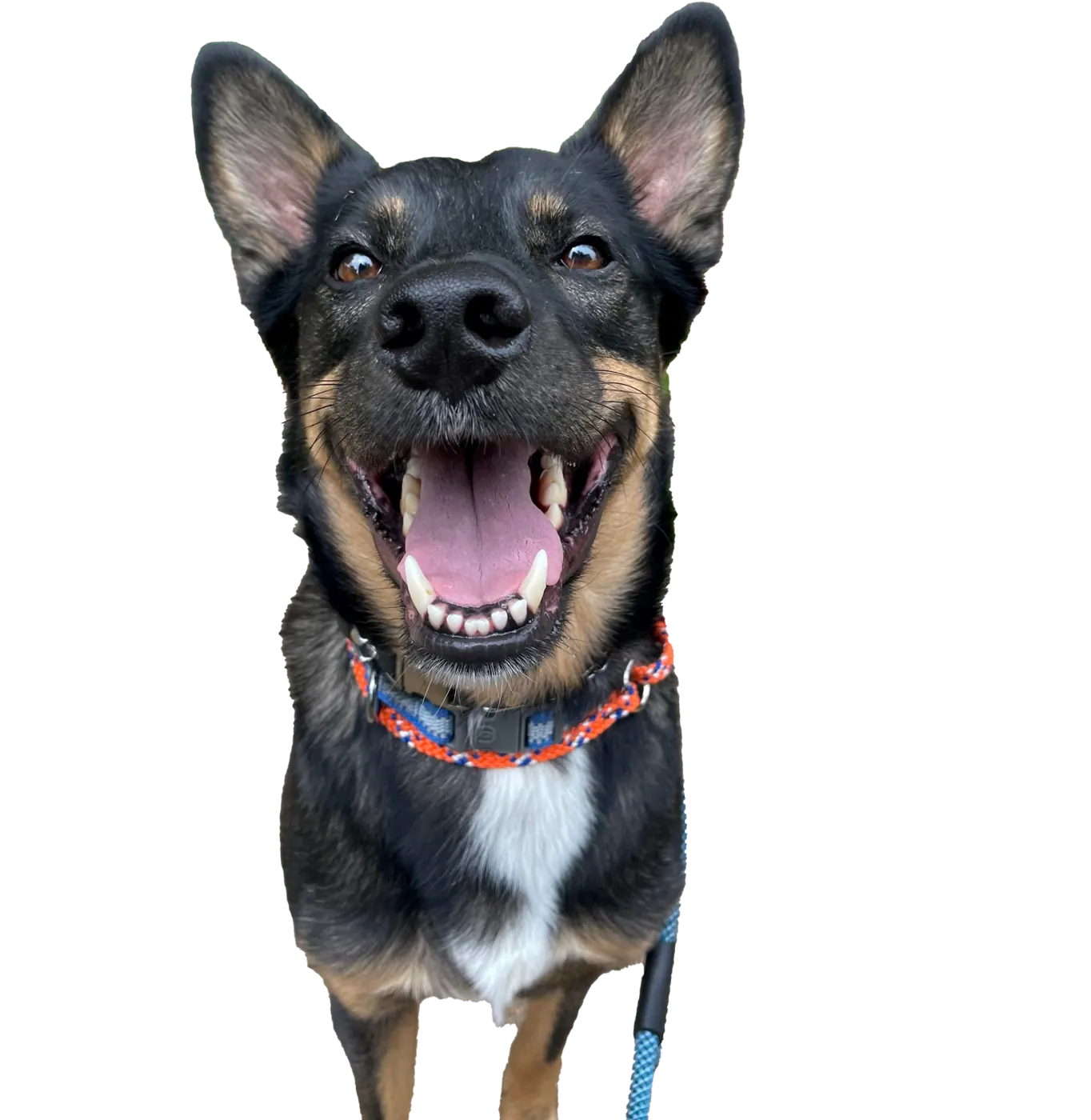 Bingo the shepherd mix smiling after a walk