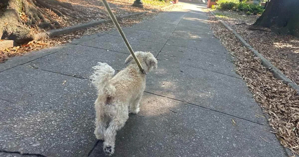 Happy dog on a leash trotting down a leaf-covered, tree-lined walkway on a fall walk in Raleigh