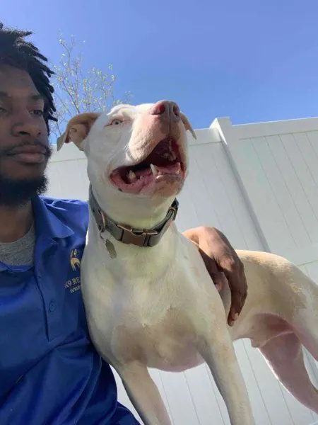 Brandon, a Hooman on Demand dog walker, with his pit bull