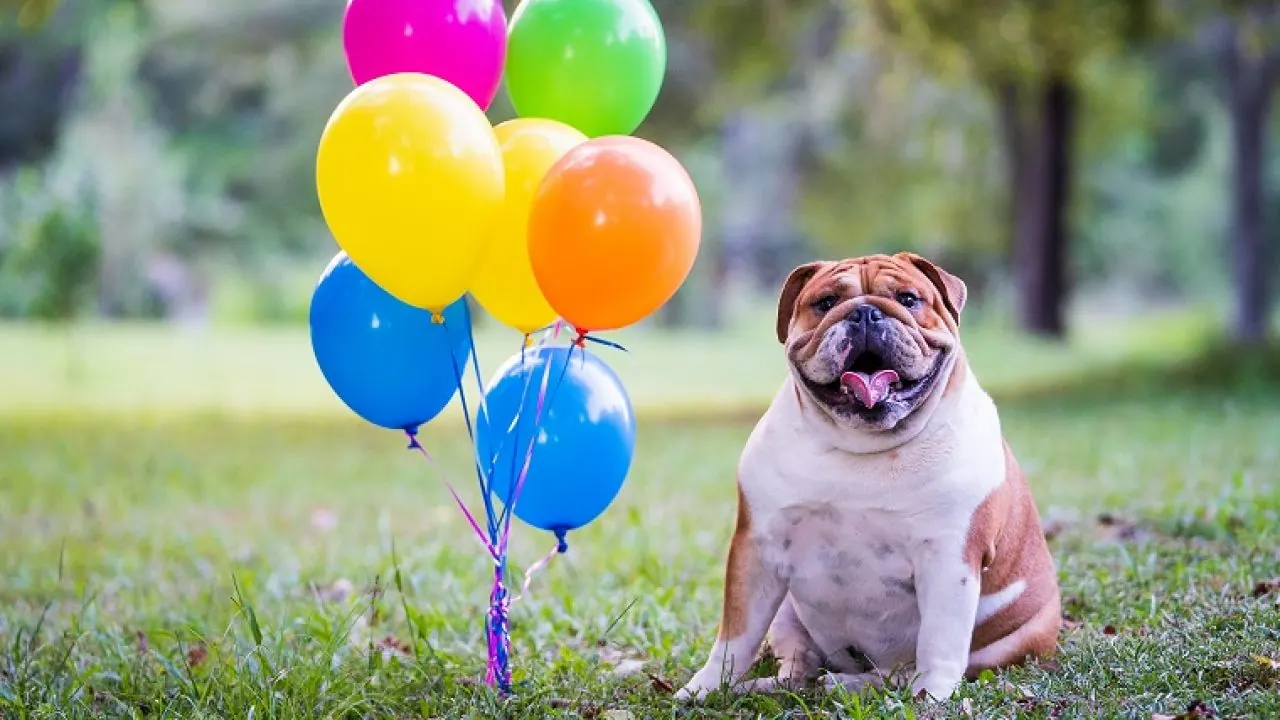 English Bulldog sitting next to colorful balloons for National Dog Week