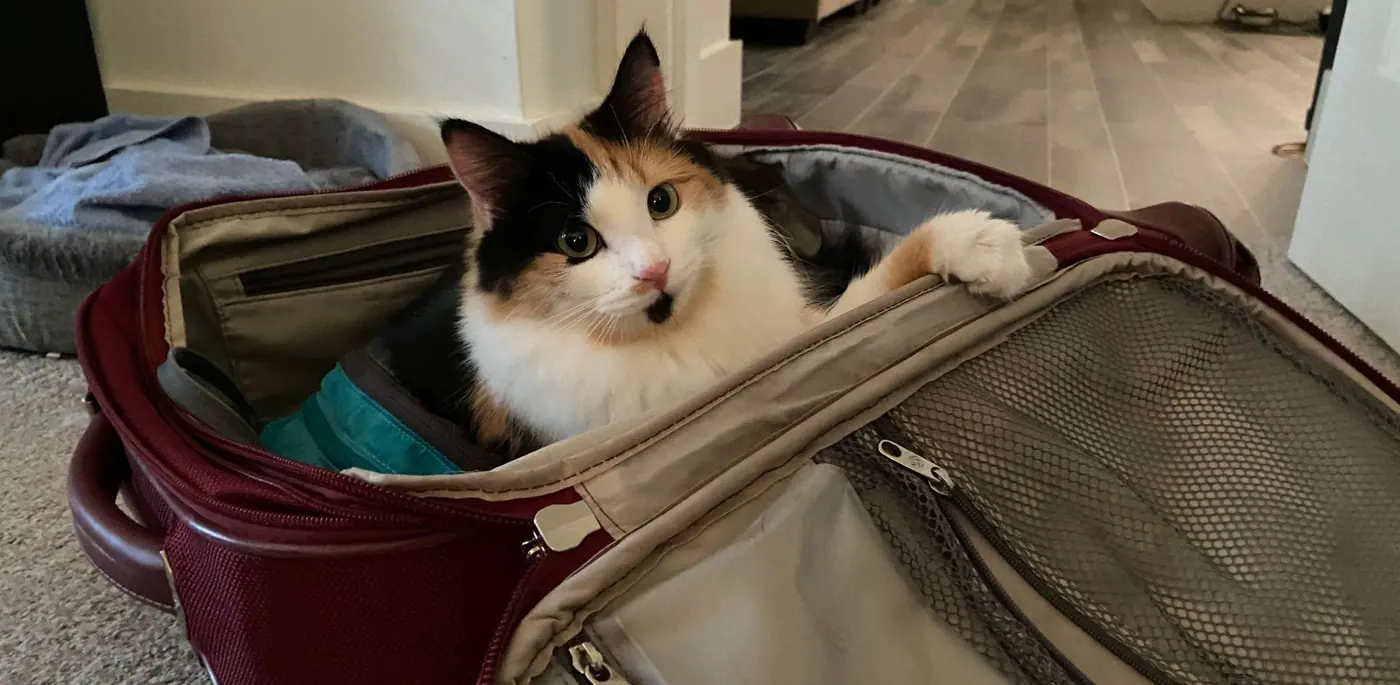 Calico cat curled up inside an open suitcase before a trip