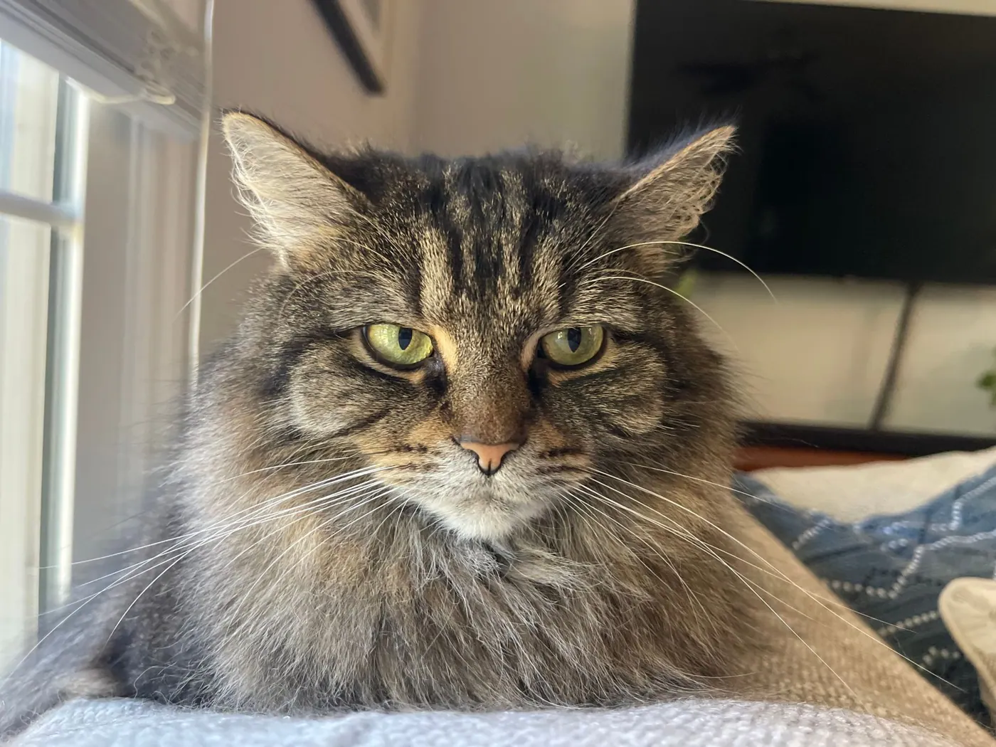Catniss, a long-haired tabby cat, lounging indoors