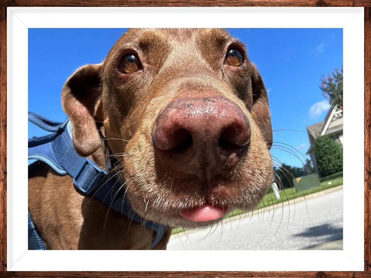 Cheddar Biscuit the dog in a framed close-up portrait