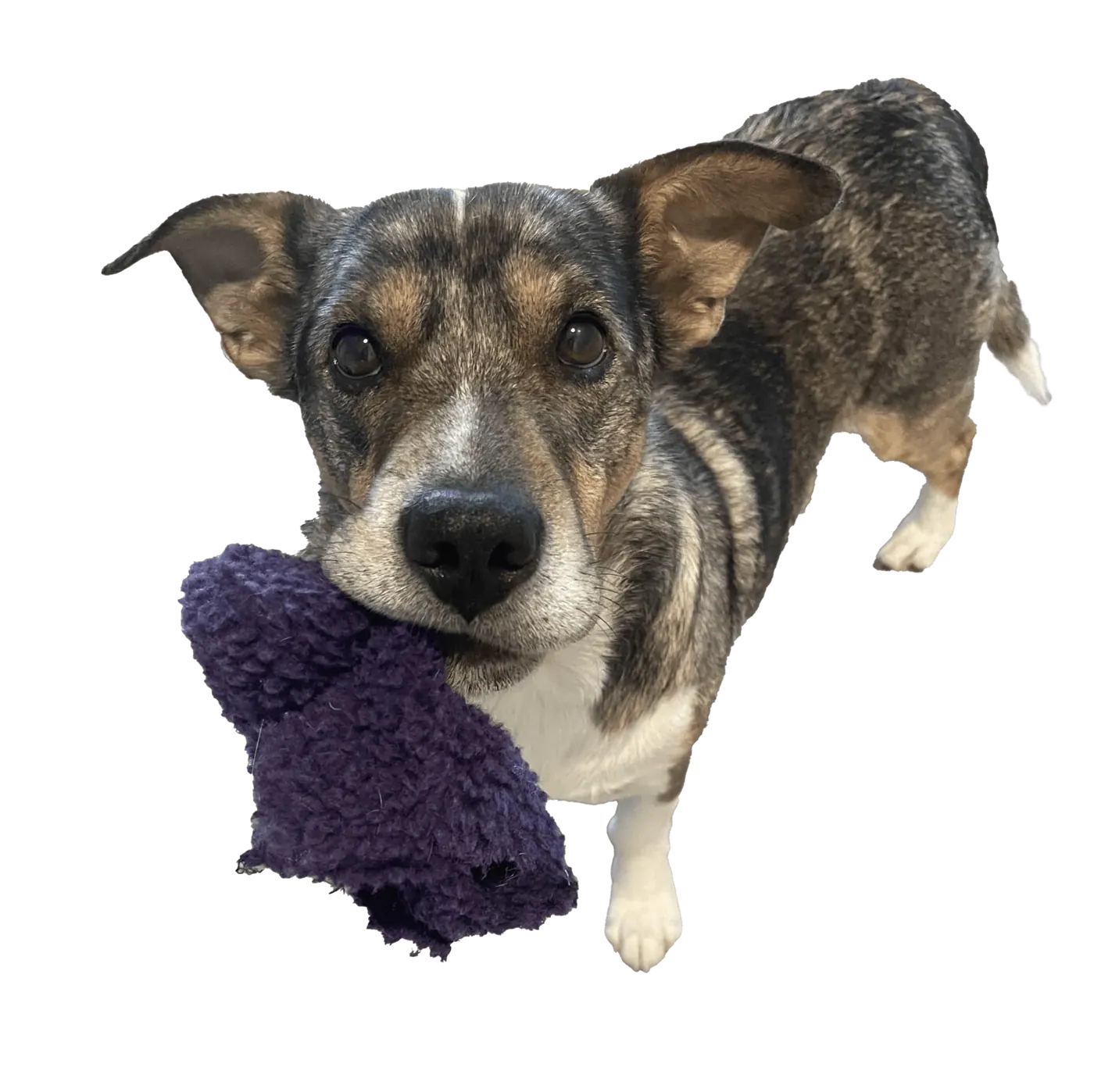 Cody the corgi mix carrying his favorite toy