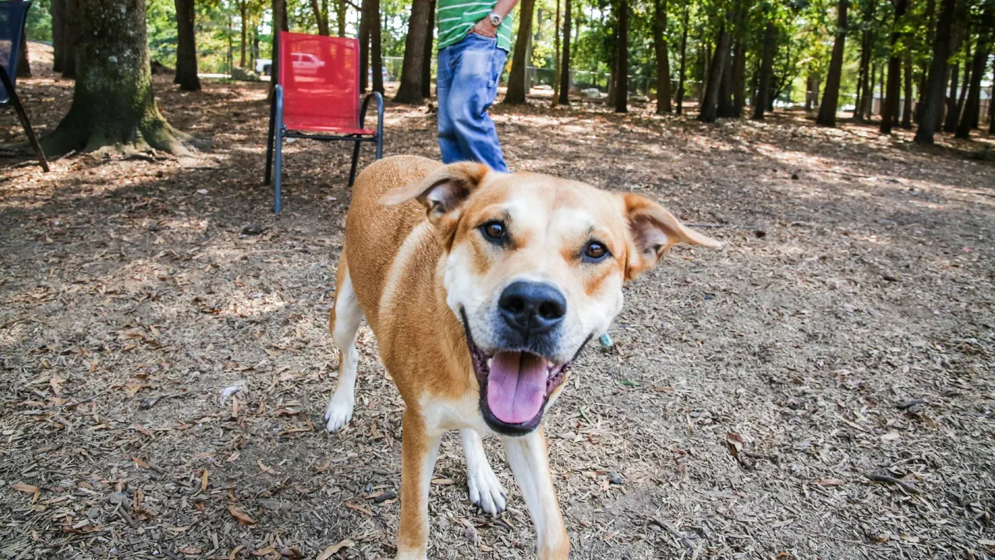 Happy dog at Millbrook Exchange Dog Park