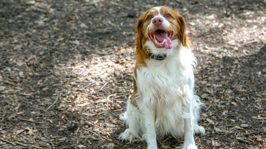 Spaniel mix sitting at Oakwood Dog Park