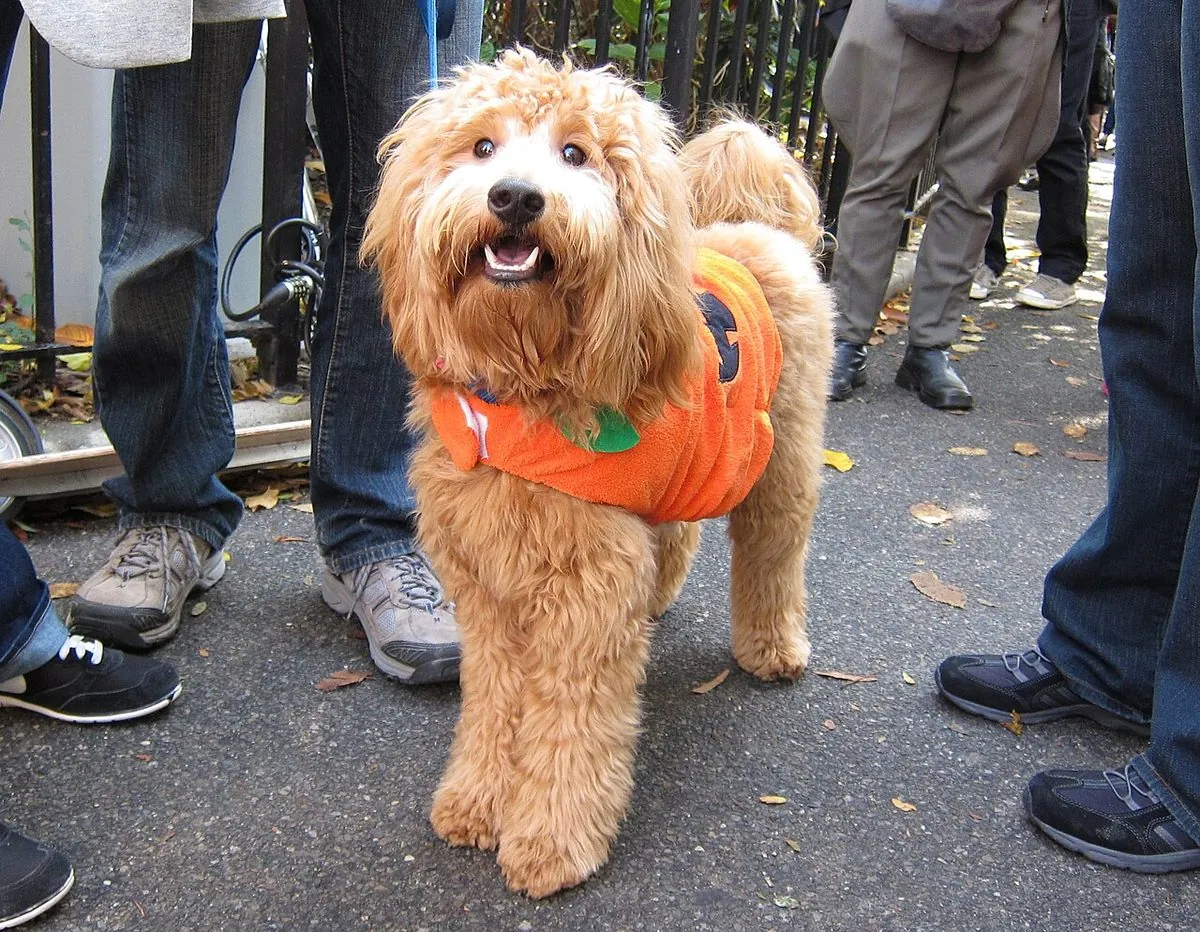 Smiling fluffy dog wearing an orange jack-o'-lantern pumpkin costume on a Halloween walk