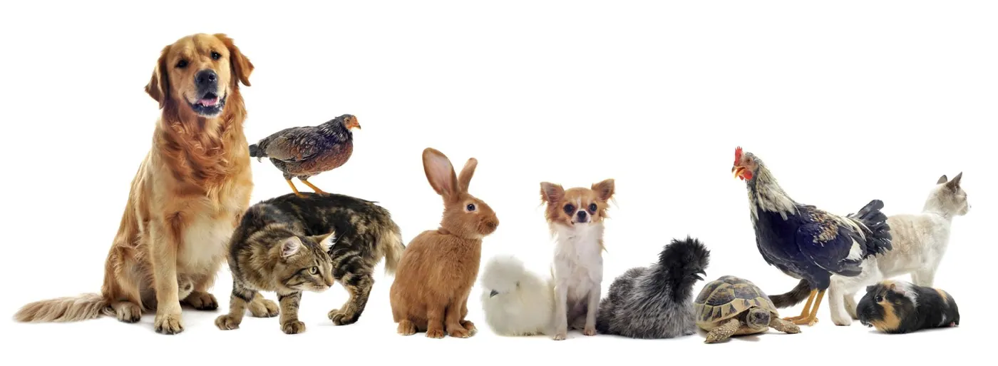Lineup of dogs, cats, birds and small pets together