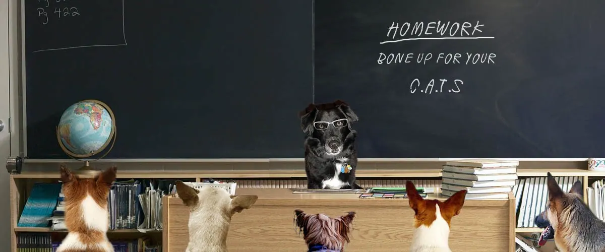 Dogs sitting at desks in a classroom in front of a chalkboard