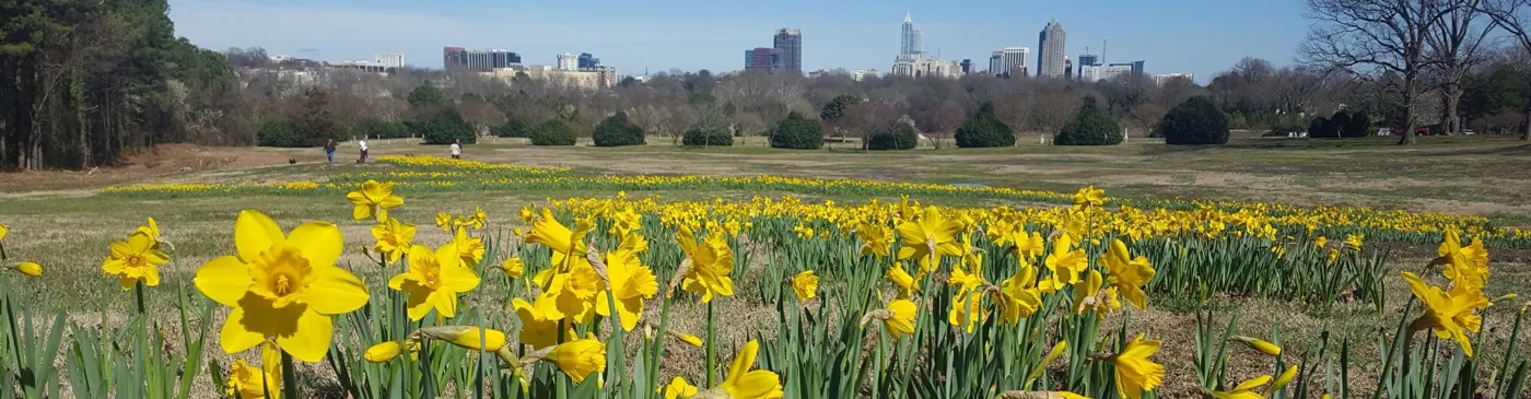 Daffodils at Dorothea Dix Park with the Raleigh skyline