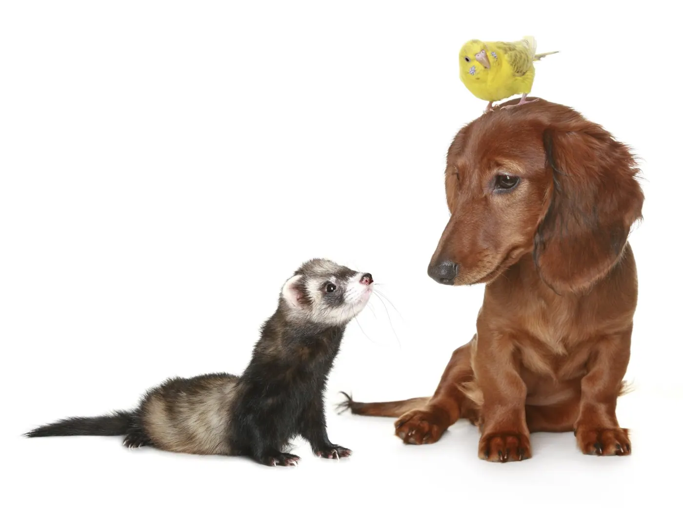 Ferret, dachshund and a baby chick together