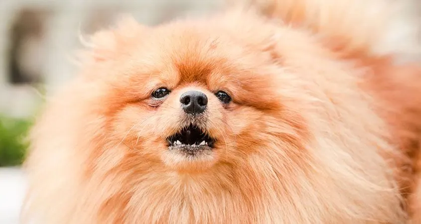 Fluffy orange Pomeranian