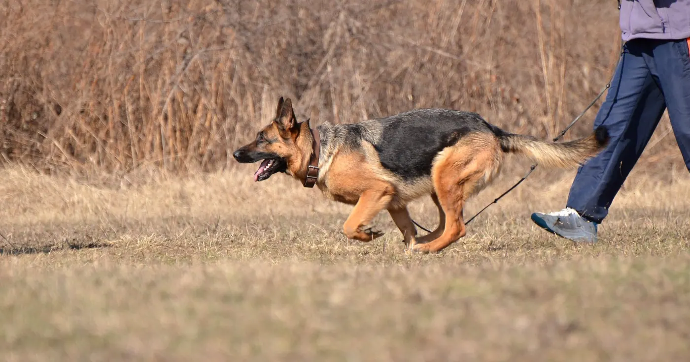 German shepherd running on a walk