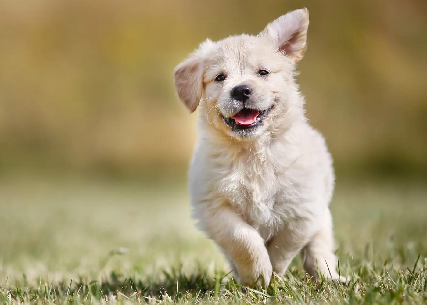 Golden retriever puppy running across the grass