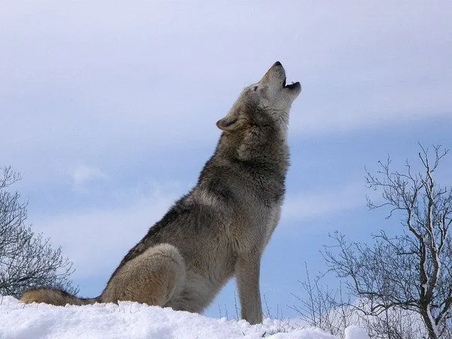 Gray wolf howling in the snow