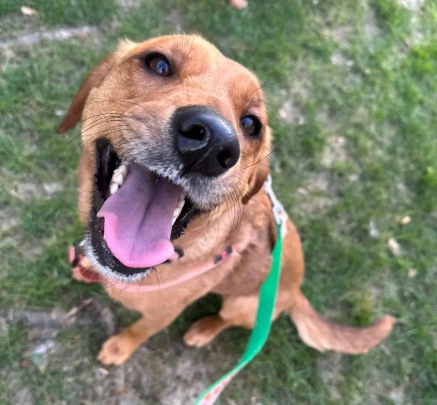 Happy brown dog with a green leash looking up from spring grass