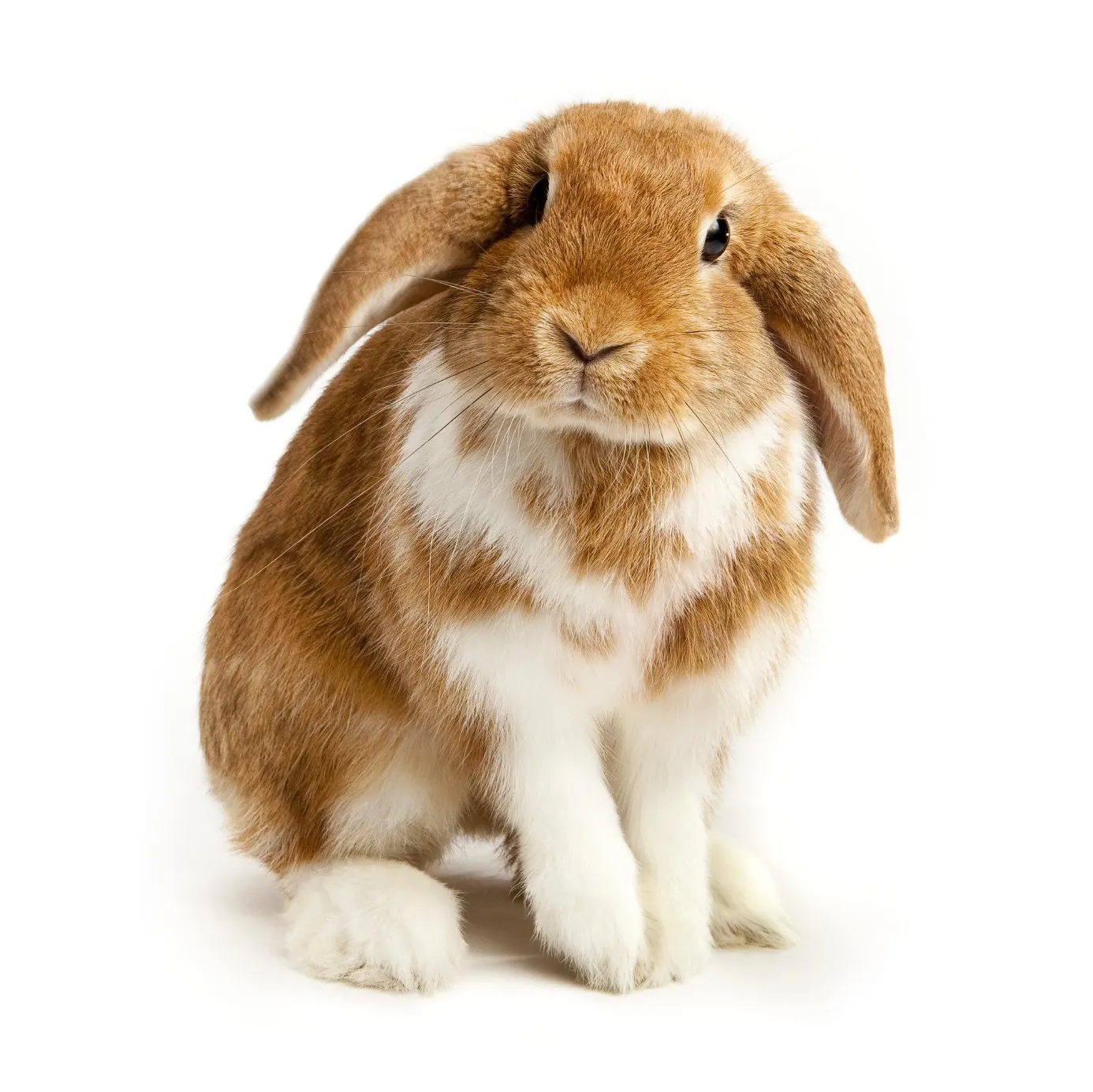 Lop-eared rabbit sitting