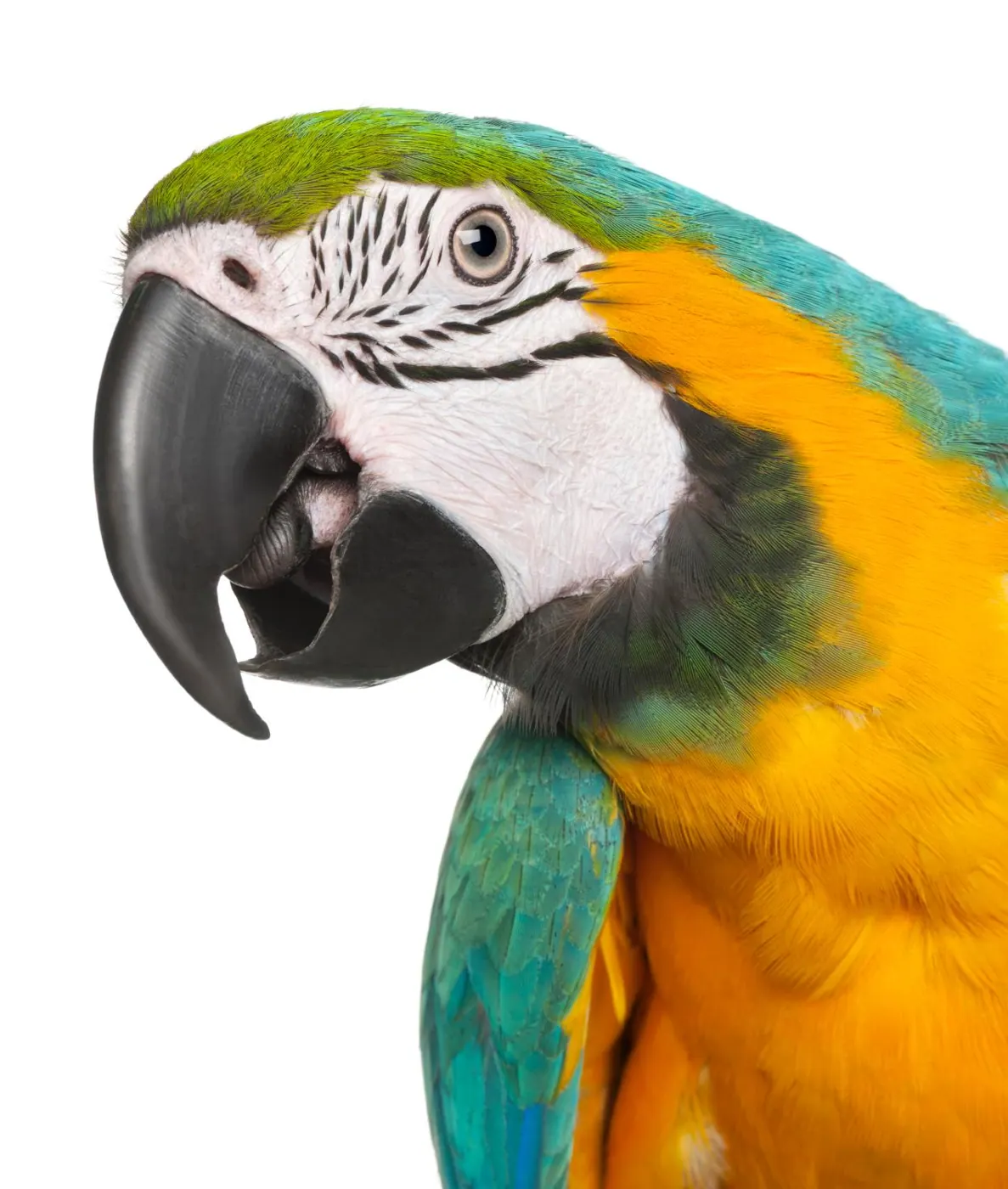Blue and gold macaw portrait