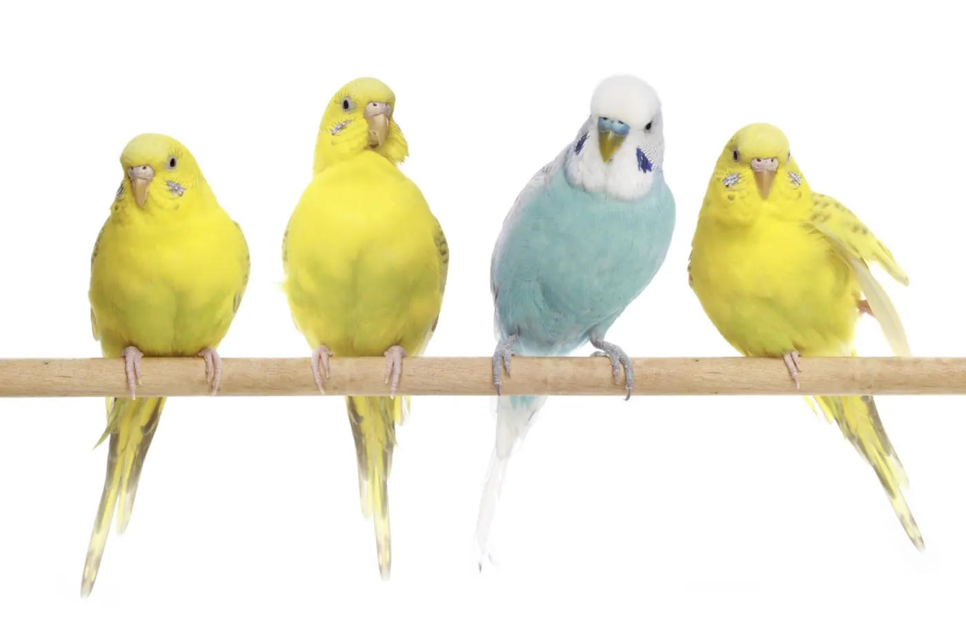 Four parakeets sitting on a perch