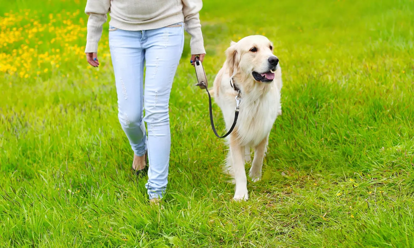 Person walking a golden retriever on leash across green grass