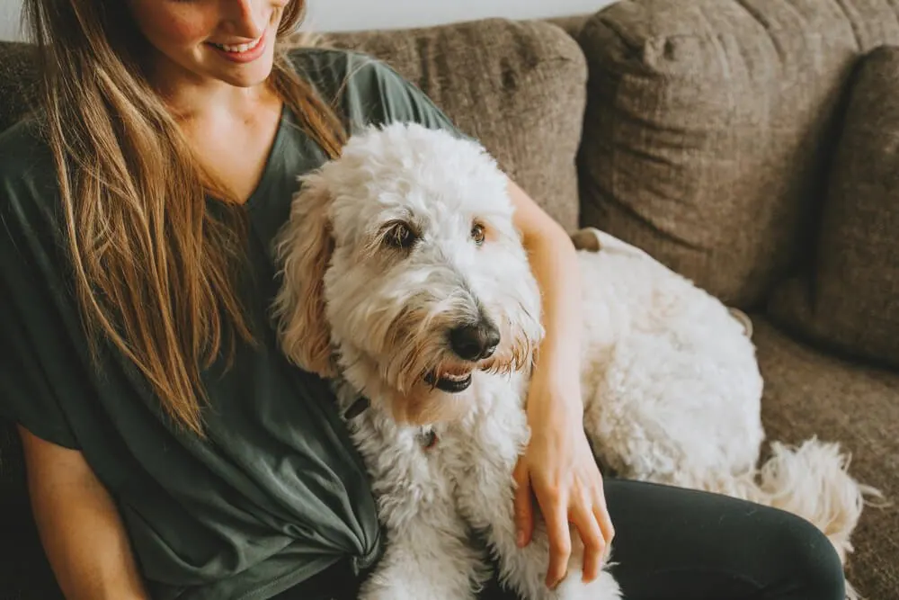 Pet sitter relaxing on the couch with a doodle