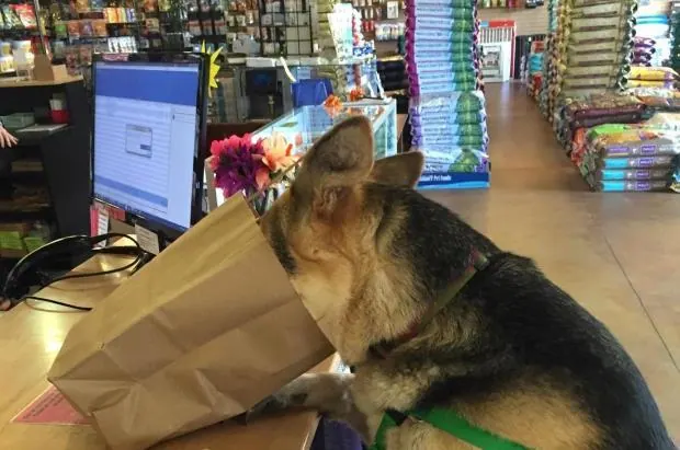 Dog inside the Phydeaux pet supply store