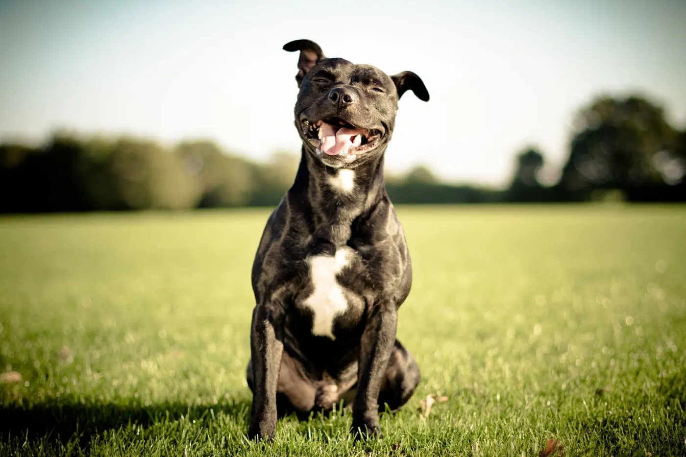 Pit bull sitting in a sunny park