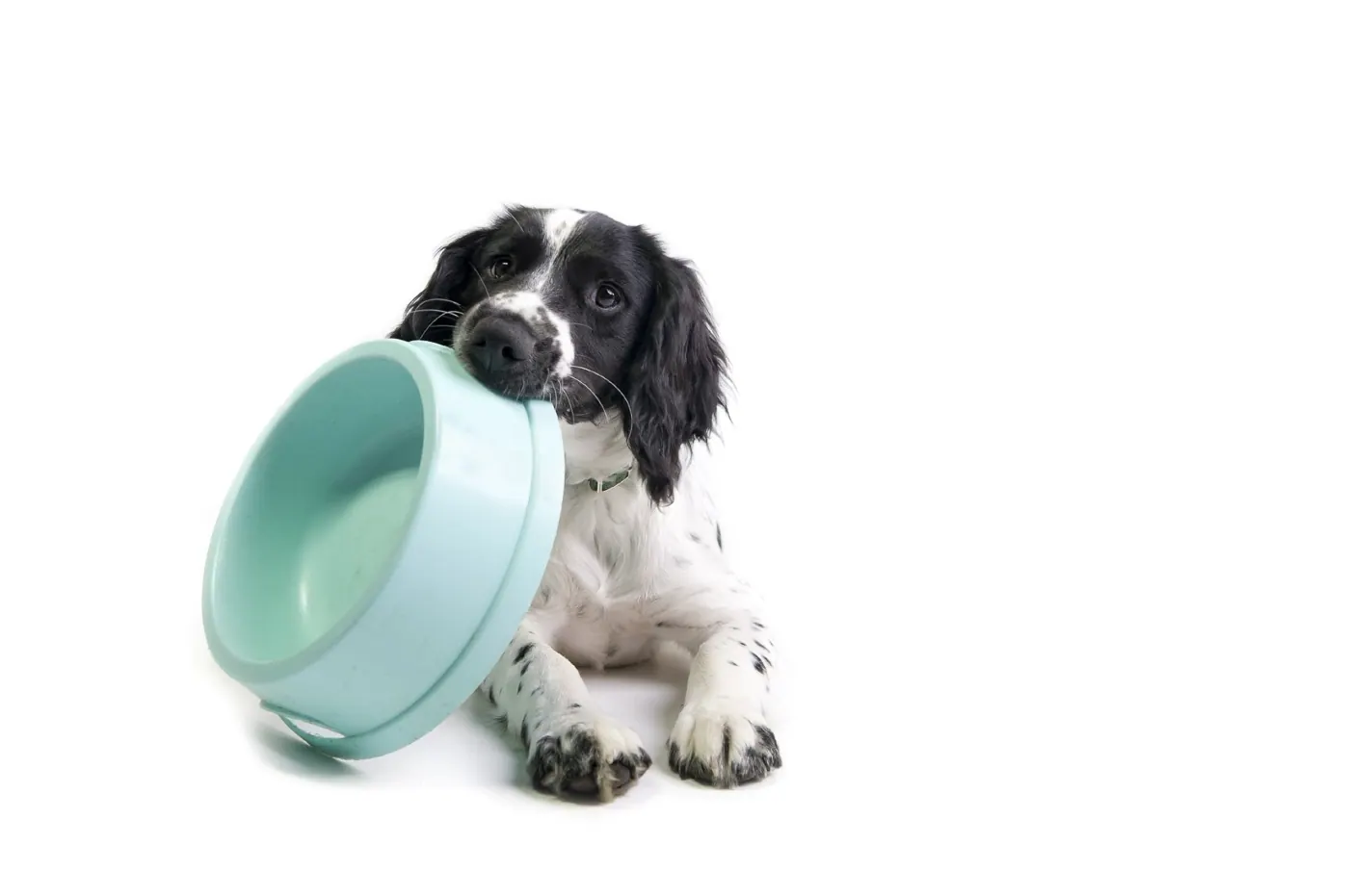 Black and white spaniel puppy lying beside a water bowl