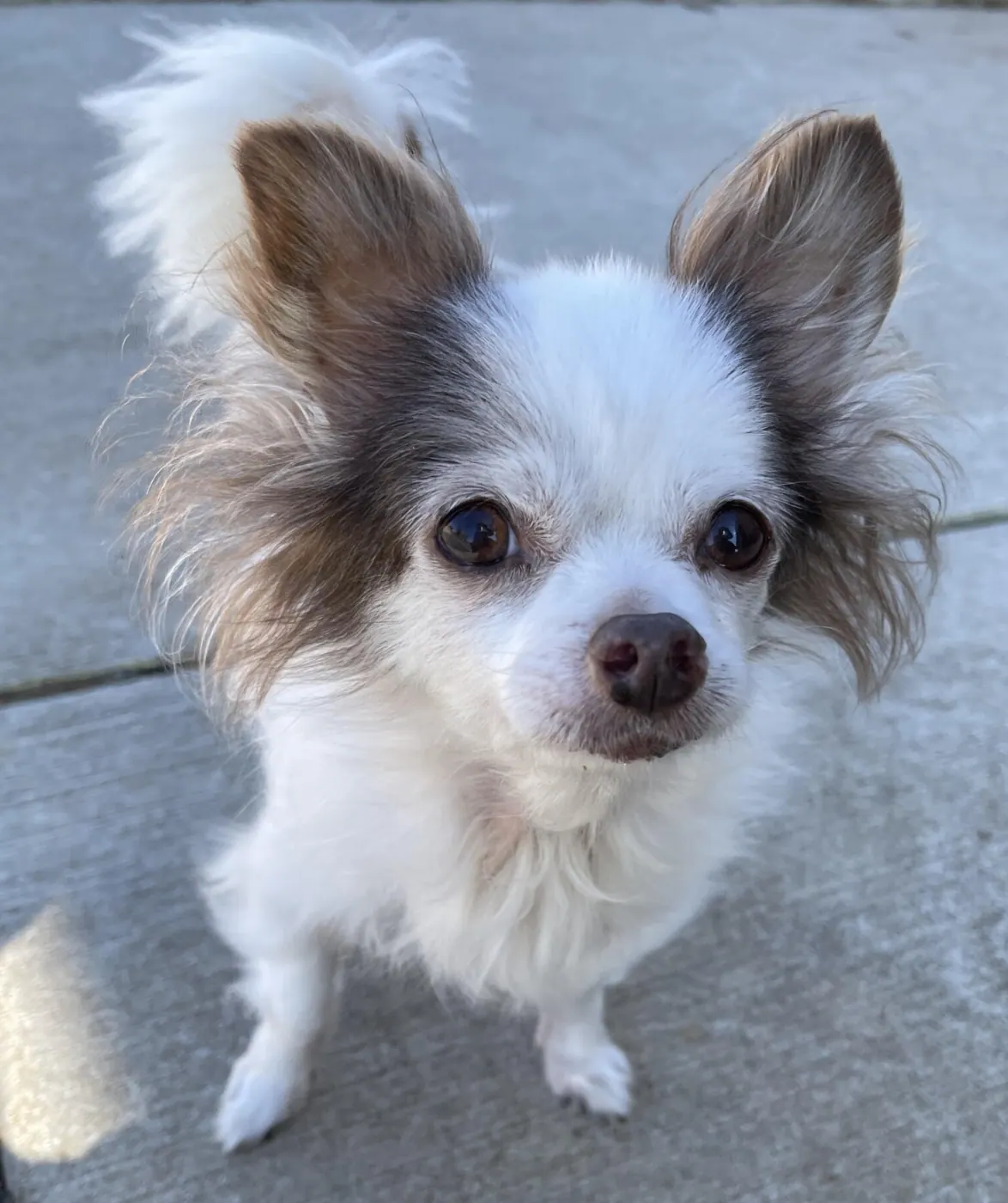 Scooter, a long-haired chihuahua mix