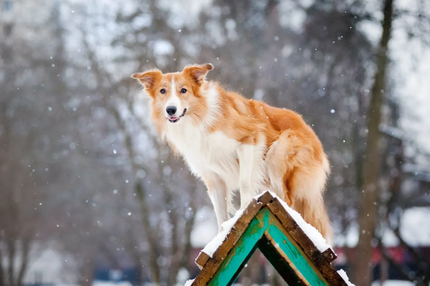 Sheltie-type dog standing on a snowy rooftop in winter