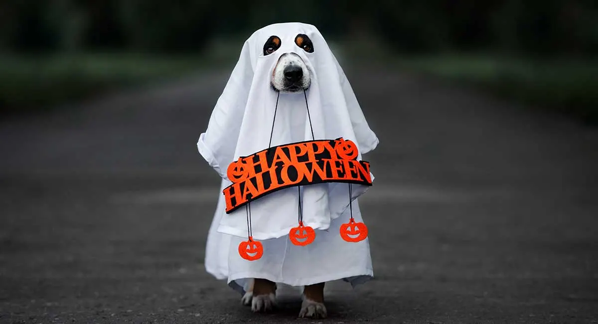 Small dog wearing a white ghost costume with a Happy Halloween sign