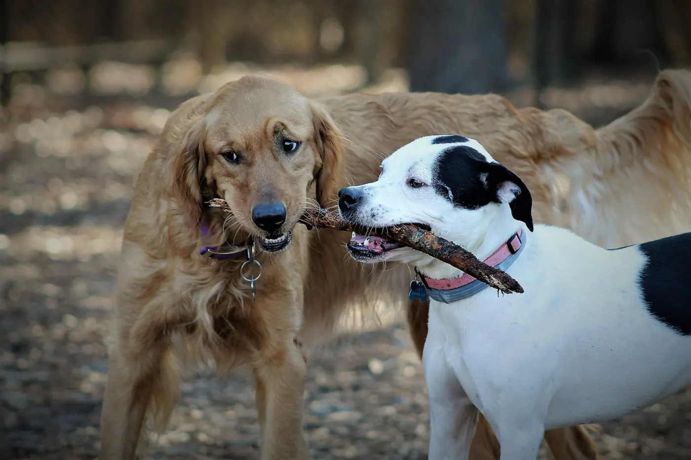 Two dogs sharing a stick at Lake Benson Park