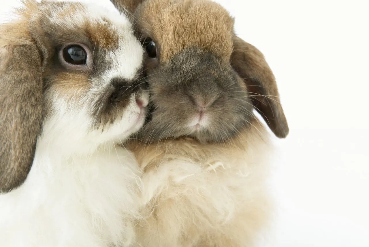 Two rabbits nuzzling each other